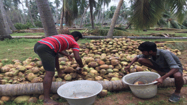 Coconut Bulk purchase options from affected areas